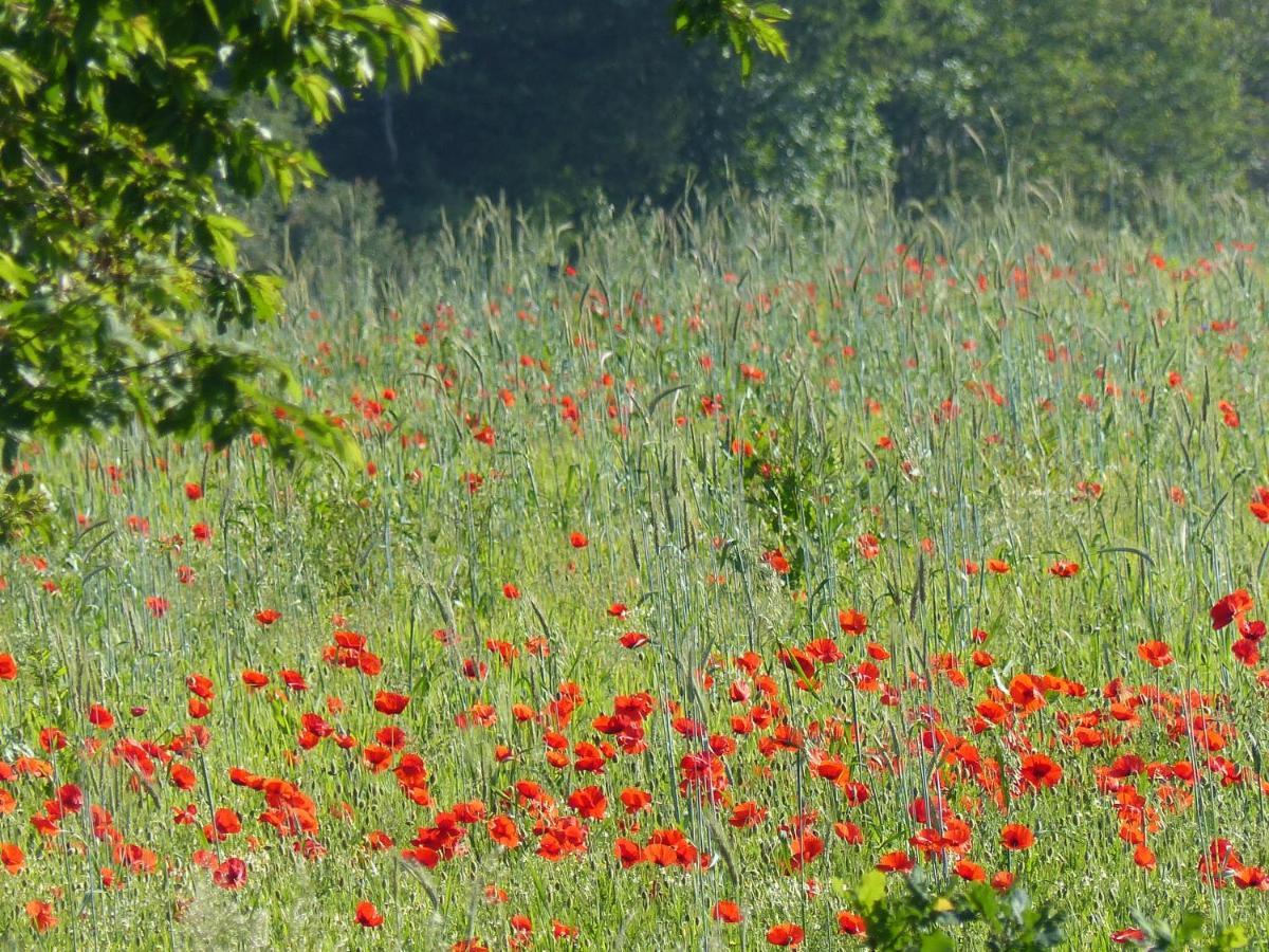 Villa Au Ptit Coquelicot Houyet Esterno foto